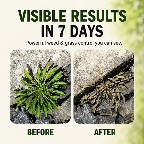 🔥Flash Sale: 50% OFF - Fast-Acting Natural Weed & Grass Killer Spray