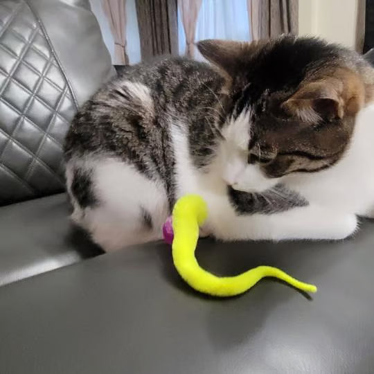 Typared Jiggle Ball for Cat