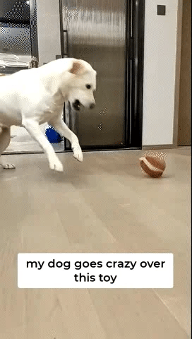 🐶Active Moving Pet Plush Toy