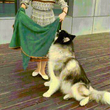 Super Absorbent Dog Drying Robe