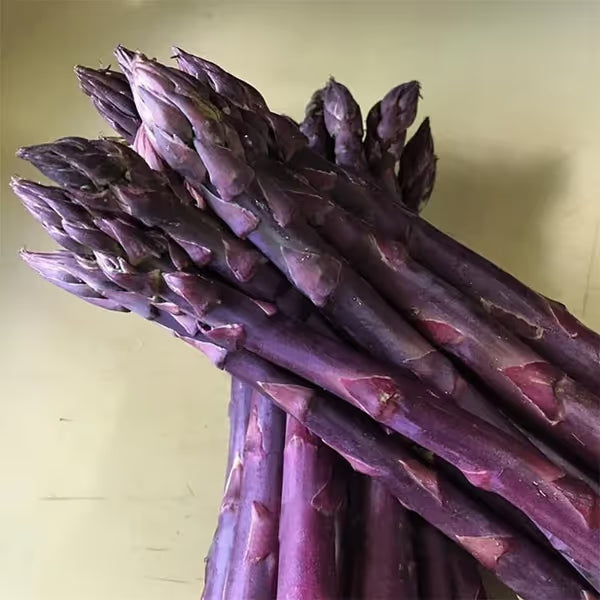 🌿Four Seasons Asparagus Mary Washington Seeds – Perennial, Tender, Nutrient