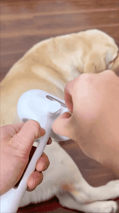 💥Pet Spray Hair Removal Comb🐶