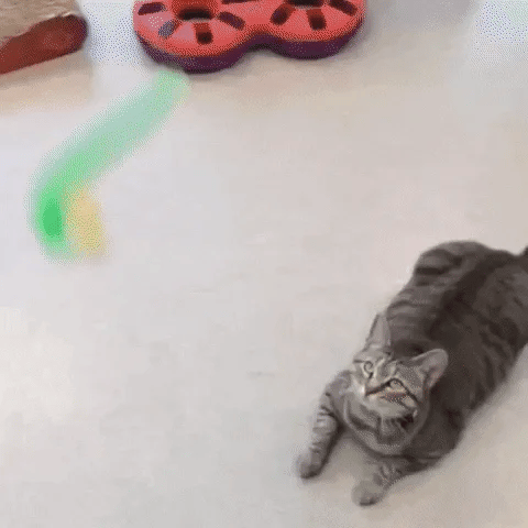 Typared Jiggle Ball for Cat