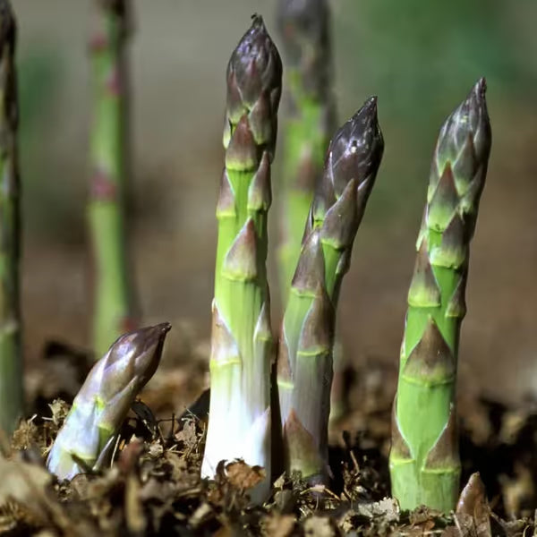 🌿Four Seasons Asparagus Mary Washington Seeds – Perennial, Tender, Nutrient